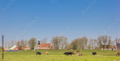 Cows in front of the village of Fransum in Groningen photo