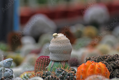Cactus with white thorn isolated blurred black Background or call  Mammillaria mystax cactus , Desert Houseplant gardening backdrop and beautiful detail with copy space photo