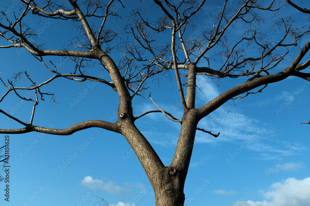 Fototapeta premium tree in the sky