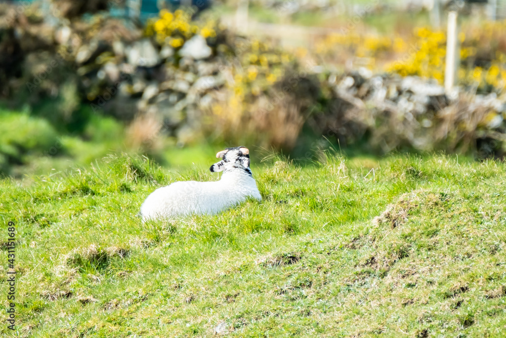 A blackface sheep family in a field in County Donegal - Ireland A blackface sheep family in a field in County Donegal - Ireland