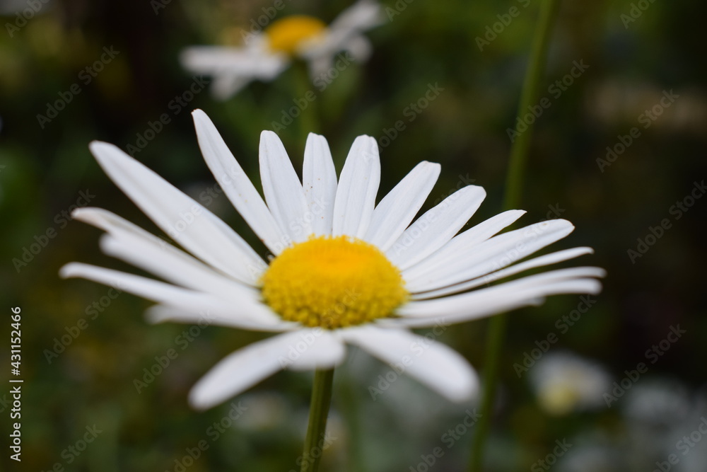 Obraz premium daisy flower