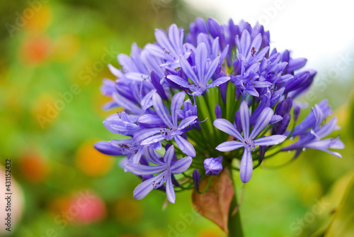 Blue flowers with pollen and dew on bokeh background