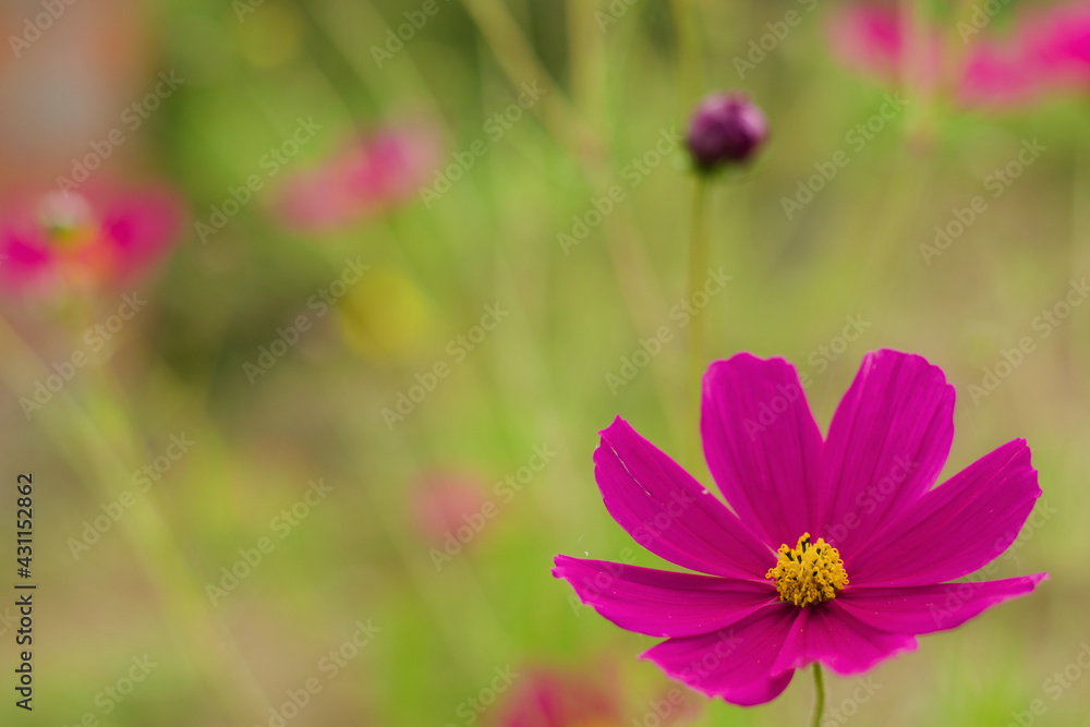 Pink flower in the garden with unfocused background Pink flower in the garden with unfocused background