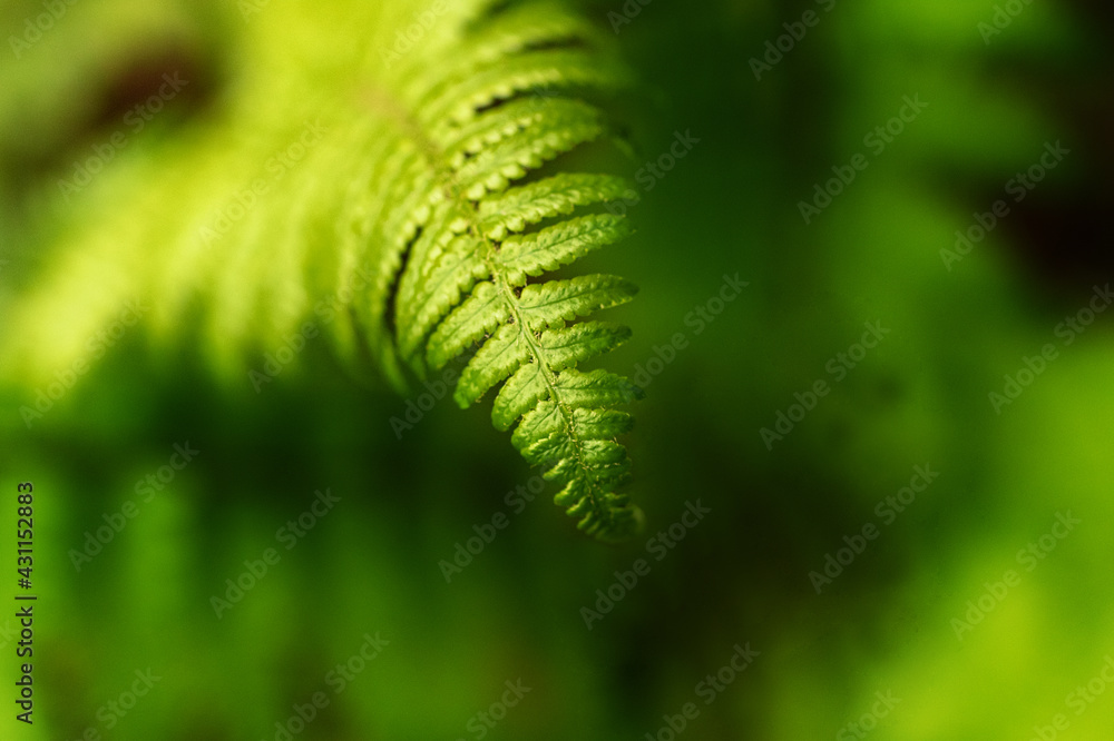 Macro photography of the green fern in the forest.Beautiful natural background,horizontal photography.Good as backdrop with copy space.

