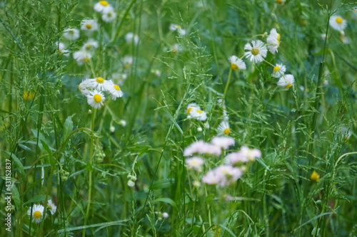 野草