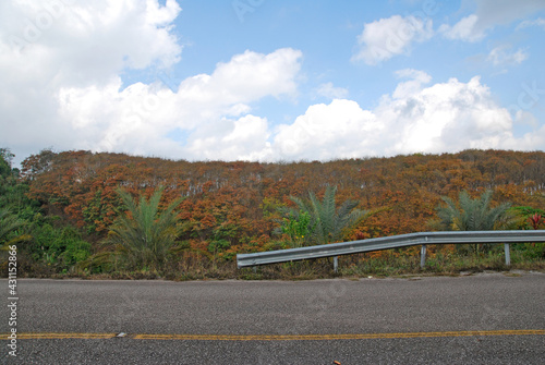 Nature scene of foliage leaves color change of Para rubber tree in autumn of chiang rai thailand. Para rubber tree is provide natural rubber for Products .