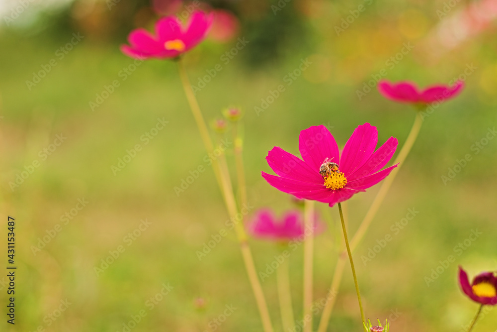 Pink flower with bee in the garden Pink flower with bee in the garden