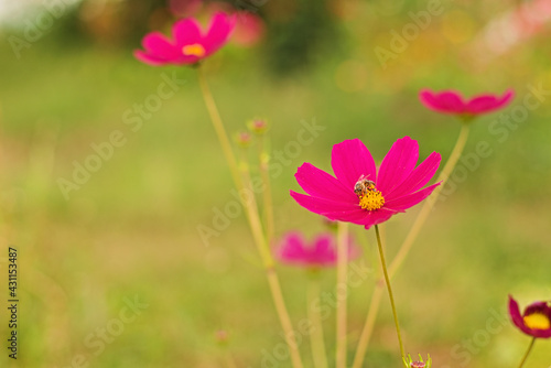 Pink flower with bee in the garden