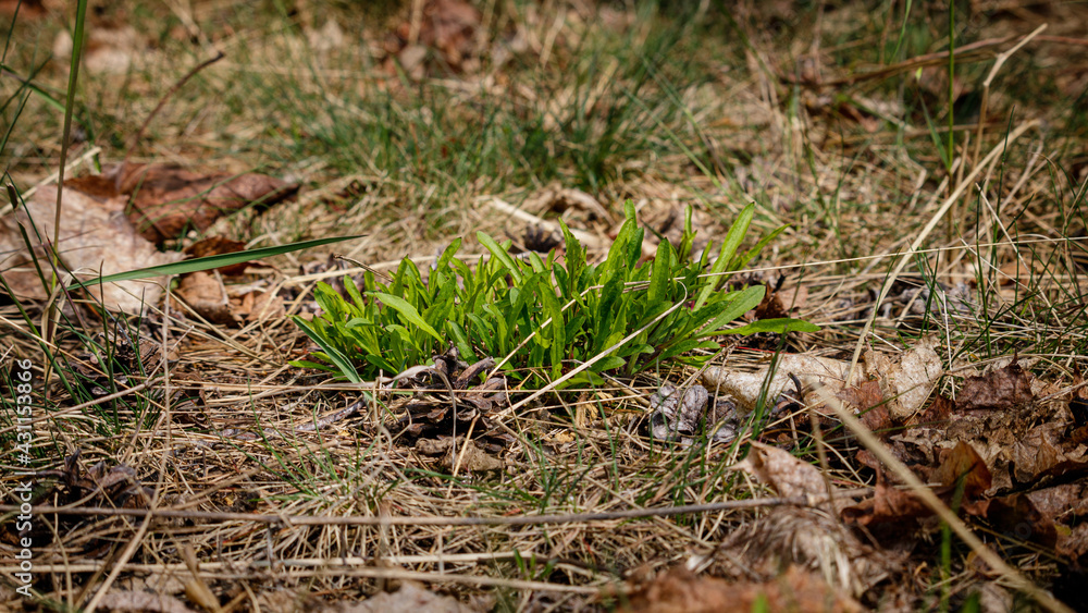 Wild nature photography in early spring, when green grass through. Wild nature photography in early spring, when green grass through.