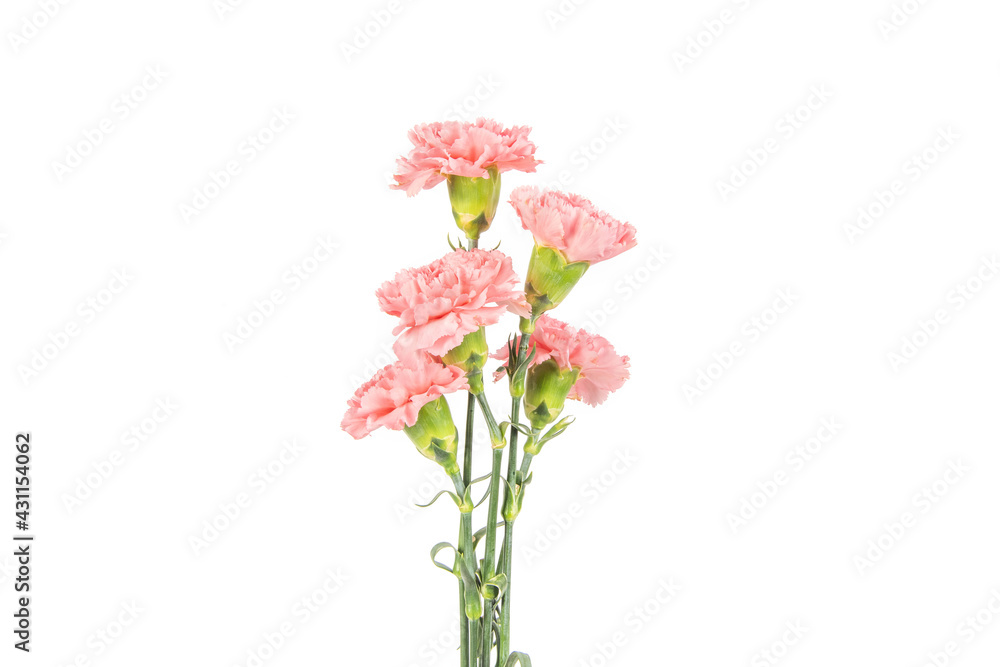 Pink carnation mother's day blessing flowers on white background