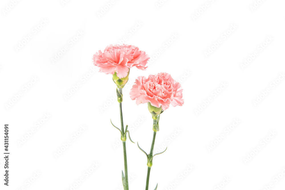 Pink carnation mother's day blessing flowers on white background Pink carnation mother's day blessing flowers on white background