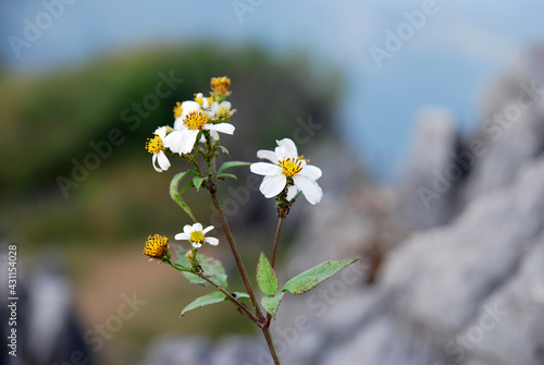 Closeup White Grass flowers on the mountain texture with blue background - nature flower image from Chiang rai thailand 