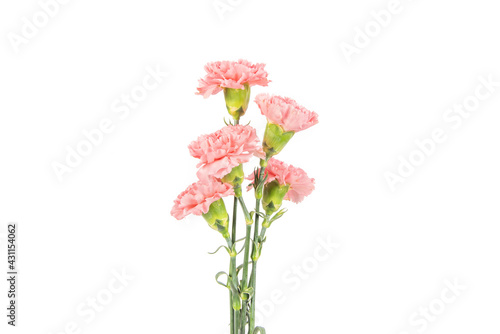 Pink carnation mother's day blessing flowers on white background © zhikun sun
