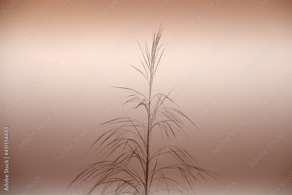 Abstract Grass leaf with fog brown texture background. Nature background
