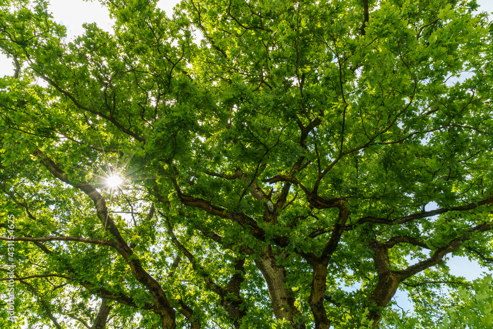 Fototapeta premium Baum Sonnenstern