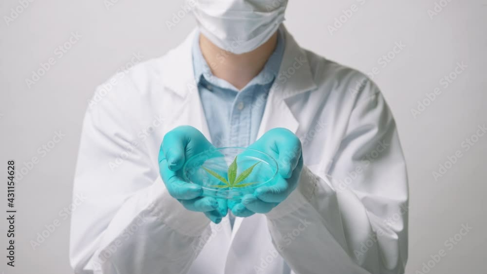 A scientist is checking and analyzing a cannabis sativa experiment , hemp plant for herbal pharmaceutical cbd oil in a laboratory A scientist is checking and analyzing a cannabis sativa experiment , hemp plant for herbal pharmaceutical cbd oil in a laboratory