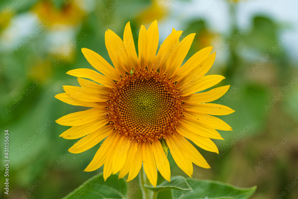 Sonnenblume Sonnenblume