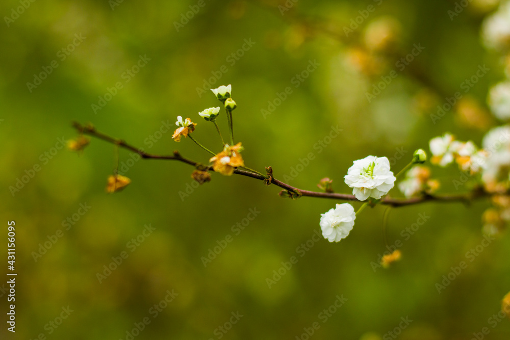 White flowers on the branch, macro of the flower White flowers on the branch, macro of the flower
