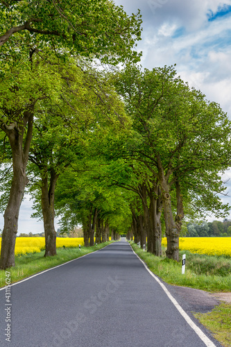 Tree Alley In North Germany