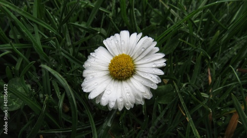 Green grass and chamomiles in the nature. you can use this as a background for writing text in a presentation  banner  advertising  social network