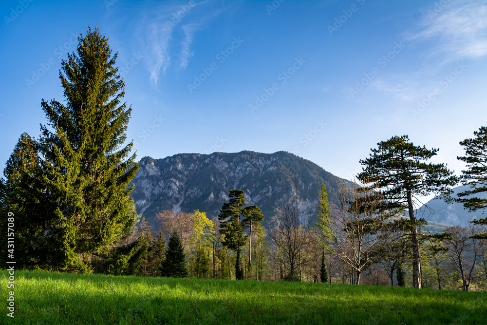A tranquil scene of a green meadow with trees and a mountain in the background. Natural Parkland landscape in Spring on a beautiful morning 