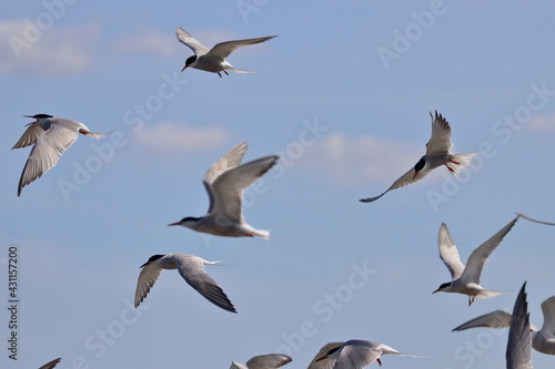 common tern flock
