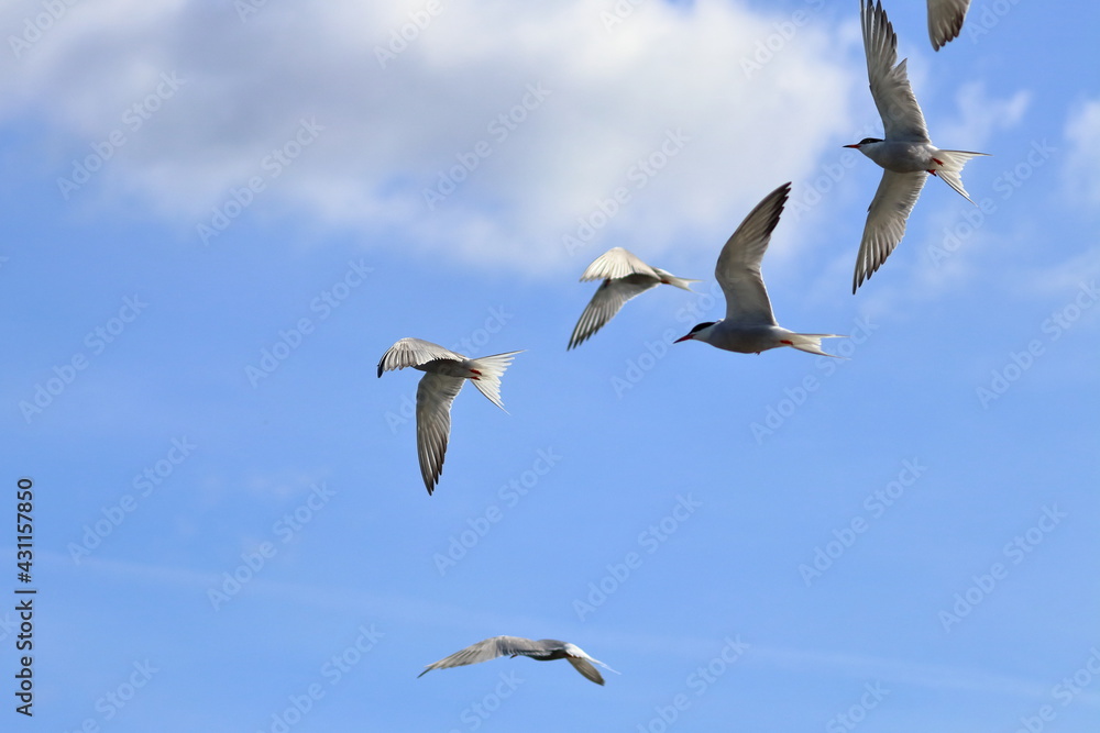Obraz premium common tern flock