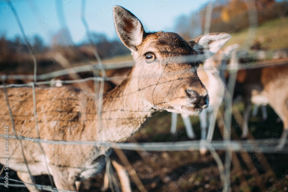 Fototapeta premium Porträt einer Hirschkuh in Damwildgehege hinter Zaun