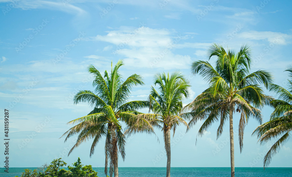 Blue sky and palm trees in front of the ocean in the Florida Keys
