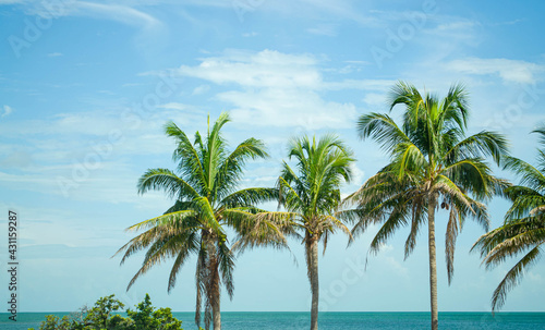 Blue sky and palm trees in front of the ocean in the Florida Keys 
