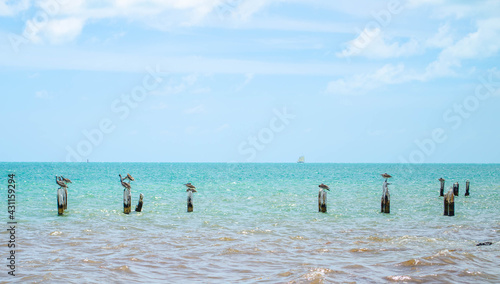 Pelicans atop a line of dock pilings in the ocean in the Florida Keys, sailboat on the horizon
