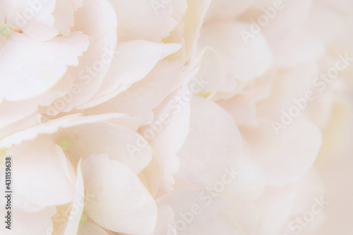 Closeup of peach hydrangea flowers © Ortis