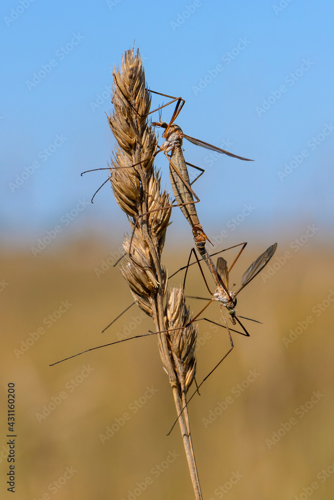 Male and female flyweed mosquito mate in the wind in spring Male and female flyweed mosquito mate in the wind in spring