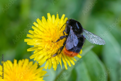 Shaggy bumblebee collects nectar from yellow dandelion flowers