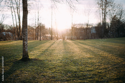 Sonnenuntergang oder Gegenlichtaufnahme im Park von Bäumen, davon ein Baum im Vordergrund und mehrere Bäume im Hintergrund photo