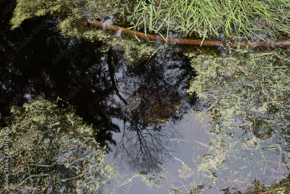 Reflexion eines Baumes in Wasserfläche in einem Hochmoor (Katzenreuther Filze), in Wasserfläche sind kleine Wasserlinse (Entengrütze), Gras und ein Stock sichtbar Reflexion eines Baumes in Wasserfläche in einem Hochmoor (Katzenreuther Filze), in Wasserfläche sind kleine Wasserlinse (Entengrütze), Gras und ein Stock sichtbar