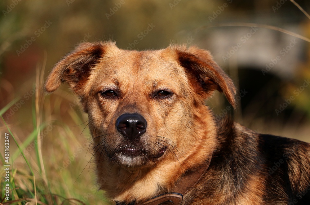 beautiful head portrait from a mixed shepherd dog on a field beautiful head portrait from a mixed shepherd dog on a field