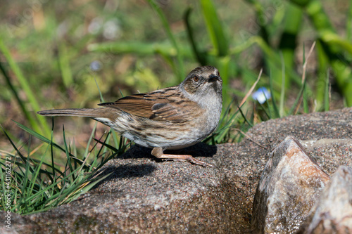 Dunnock bird sitting on the ground with the head turned towards the viewer with blurred vegetation in the background