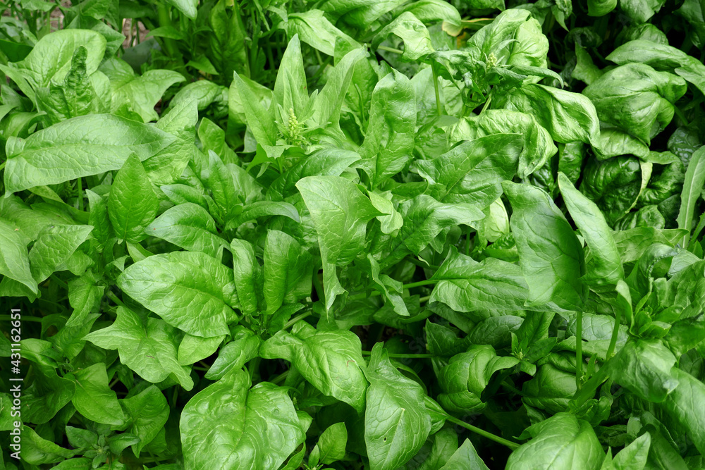 Fresh spinach leaves growing in vegetable garden - Spinacia oleracea. Fresh spinach leaves growing in vegetable garden - Spinacia oleracea.