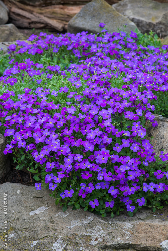 Aubrieta hybrida in spring stone garden Aubrieta hybrida in spring stone garden