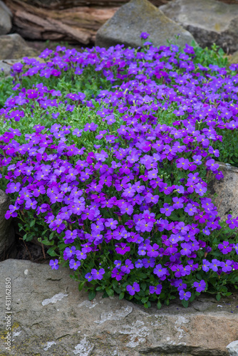 Aubrieta hybrida in spring stone garden