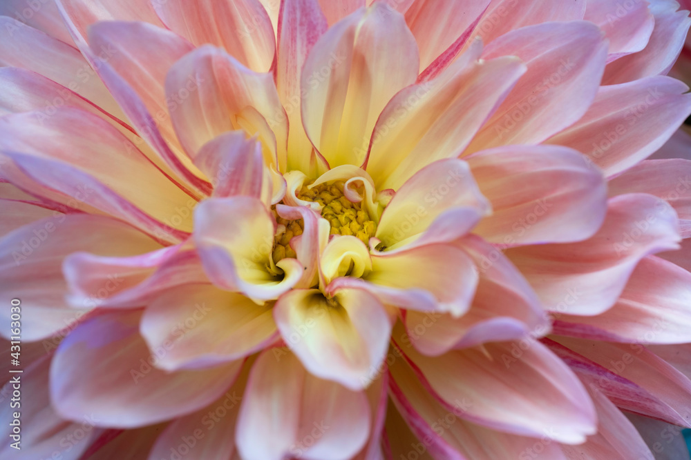 Close up of a blooming pink yellow Dahlia flower. Focus on the yellow center of the dahlia Close up of a blooming pink yellow Dahlia flower. Focus on the yellow center of the dahlia