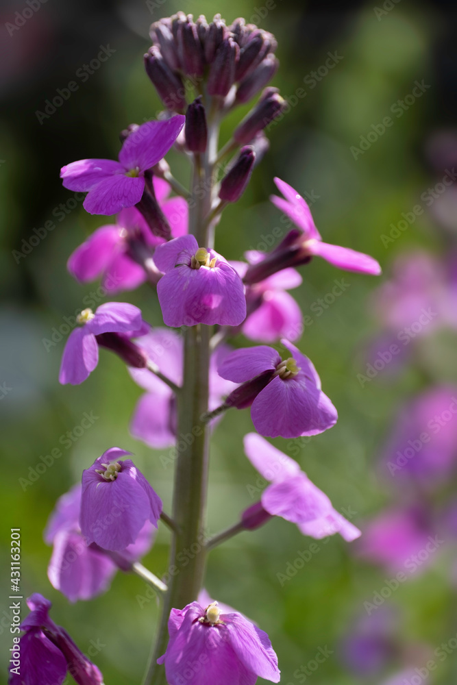 Magenta Campanula flower or Bellflower in a garden. Blurred green background. Shallow depth of field. Focus on the flowers at the top Magenta Campanula flower or Bellflower in a garden. Blurred green background. Shallow depth of field. Focus on the flowers at the top