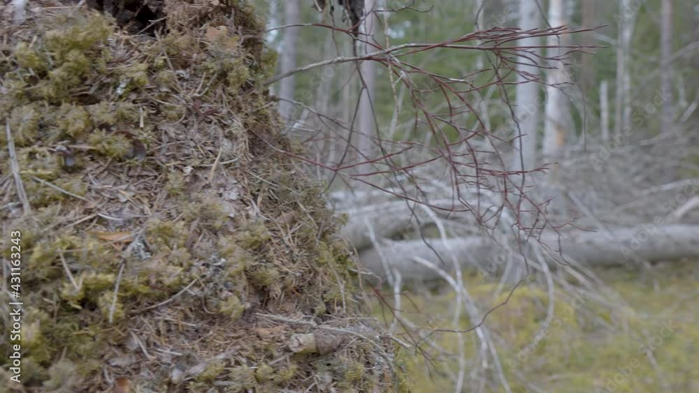 The green moss on the roots of the aspen tree with the birch trees on the ground in Estonia The green moss on the roots of the aspen tree with the birch trees on the ground in Estonia