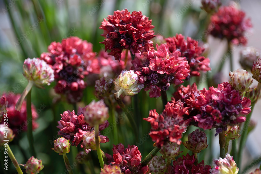 Red flowers of the Armeria maritima or thrift, sea thrift or sea pink with a blurred background of green stems Red flowers of the Armeria maritima or thrift, sea thrift or sea pink with a blurred background of green stems
