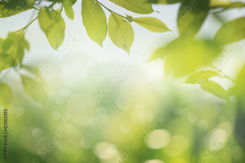 Frame of green leaves  spring nature background