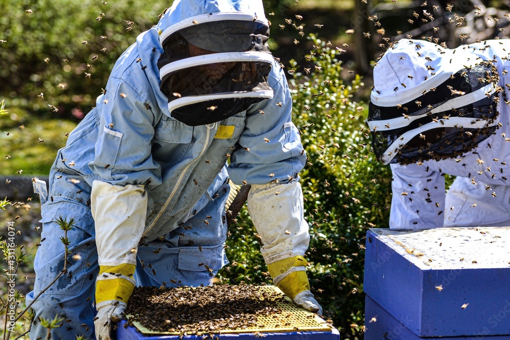 beekeepers working in the apiary beekeepers working in the apiary