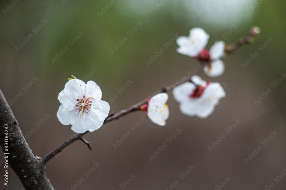 Kyiv, Ukraine, april 2014: Blossom of the Wild Plum in the forest