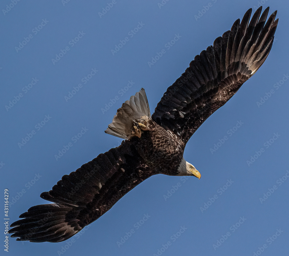Obraz premium bald eagle in flight