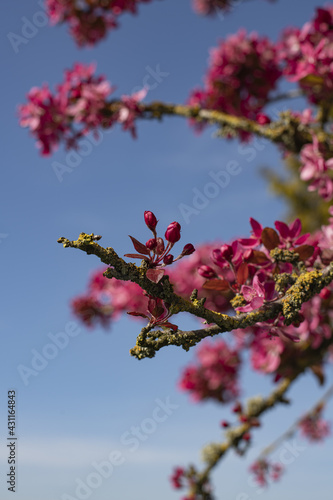 Le cerisier fleur